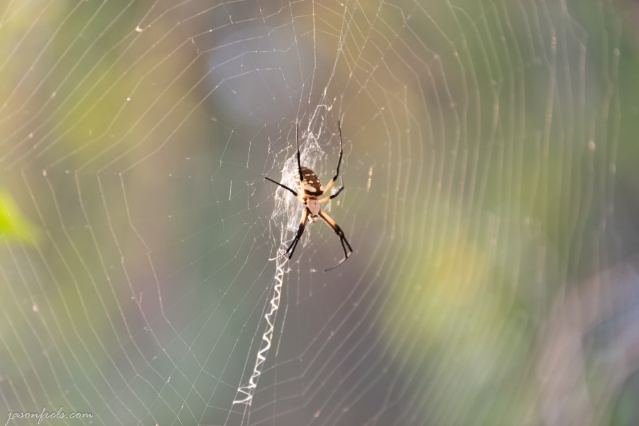 Black and yellow garden spider at Inks Lake State Park Texas