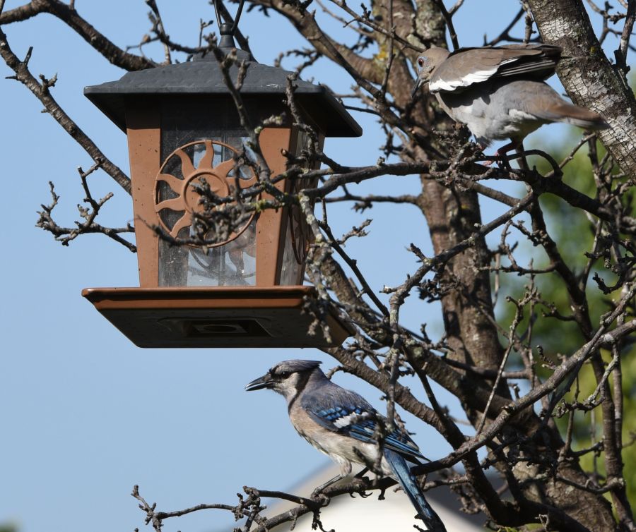 Bluejay near a bird feeder