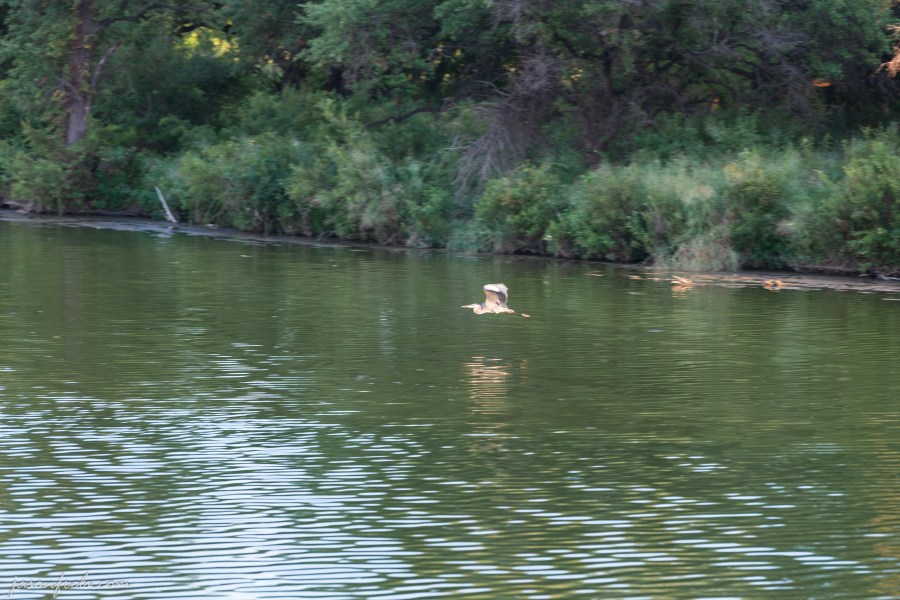 bird at Brushy Creek Park