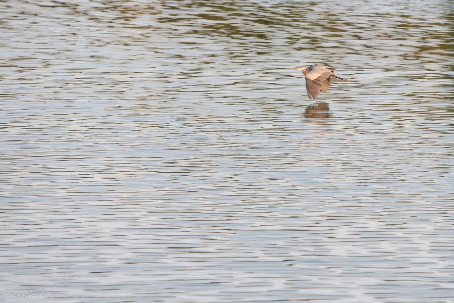bird at Brushy Creek Park