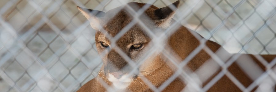 Captive cougar in a zoo in Hot Springs Arkansas