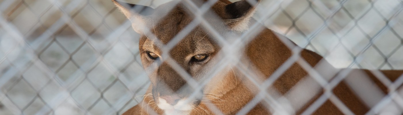 Captive cougar in a zoo in Hot Springs Arkansas