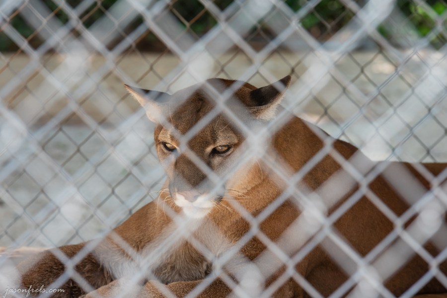 Captive cougar in a zoo in Hot Springs Arkansas