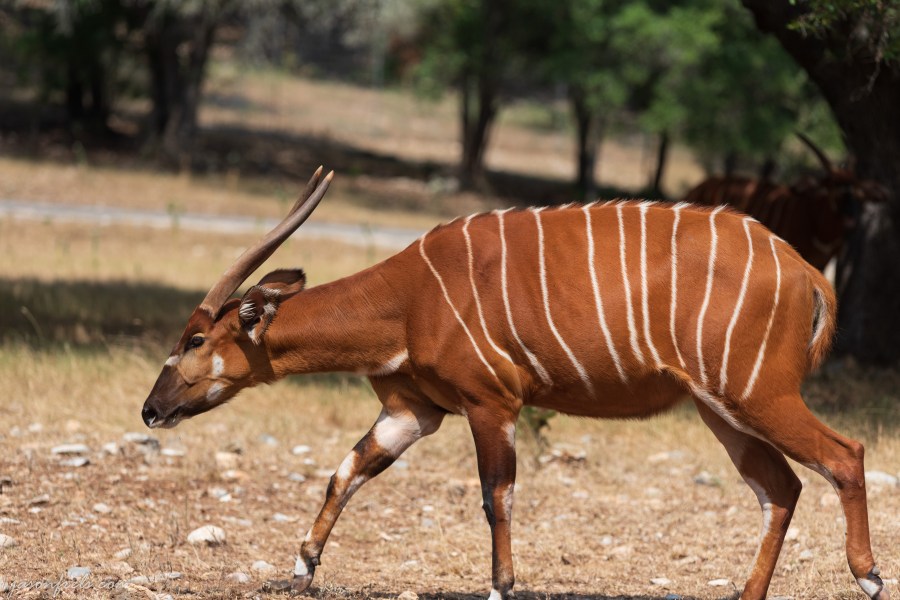 Bongo antelope at wildlife ranch in Texas