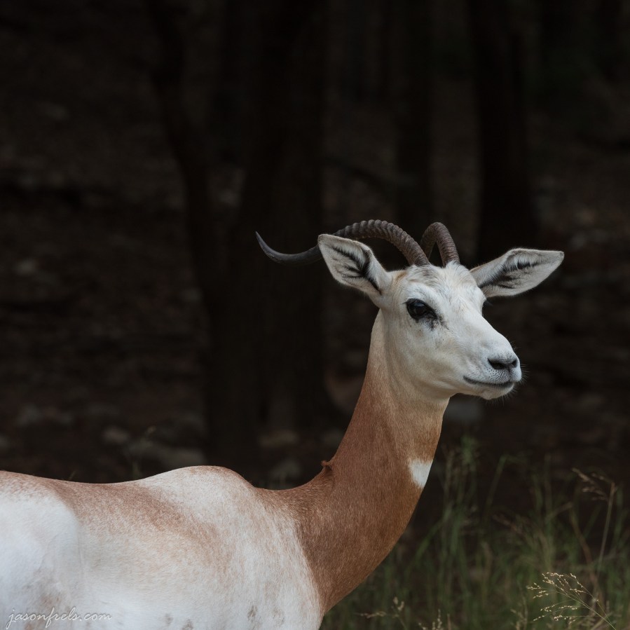 Dama Gazell at wildlife ranch in Texas