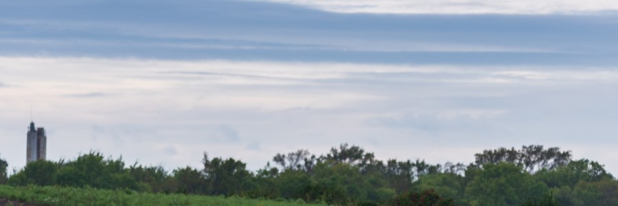 Horses in the rain in Leander Texas