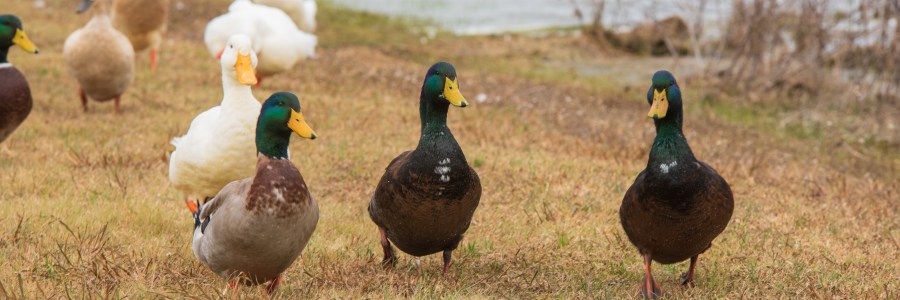 Ducks at Devine Lake Park in Leander Texas