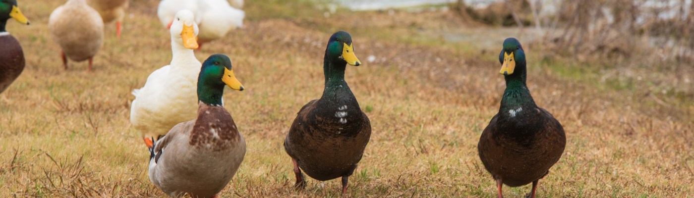 Ducks at Devine Lake Park in Leander Texas