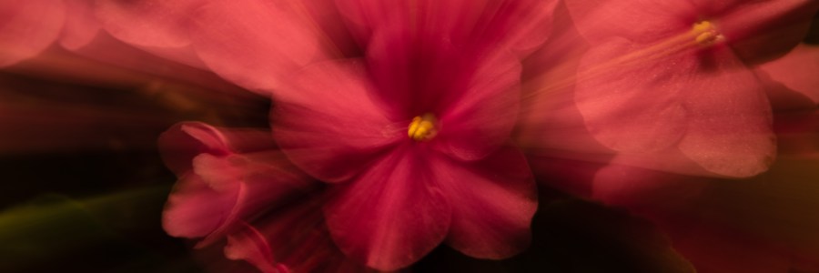 Zoom burst effect on flowers