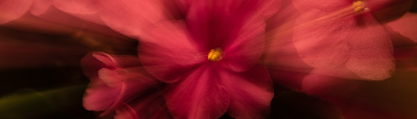 Zoom burst effect on flowers