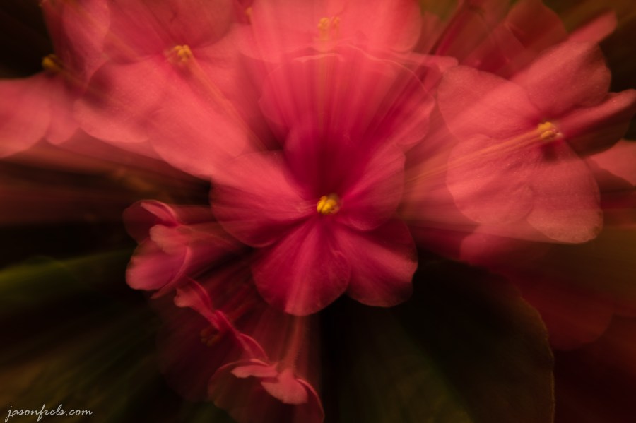 Zoom burst effect on flowers