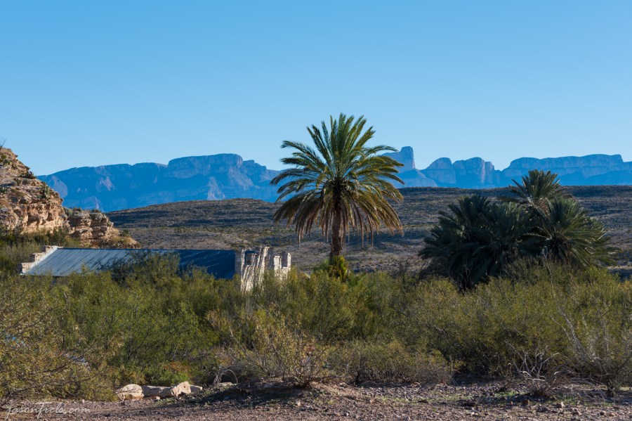 Palm Trees at abandoned hot spring resort in Big Bend National Park