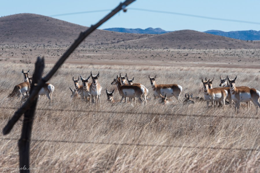 Deer in West Texas