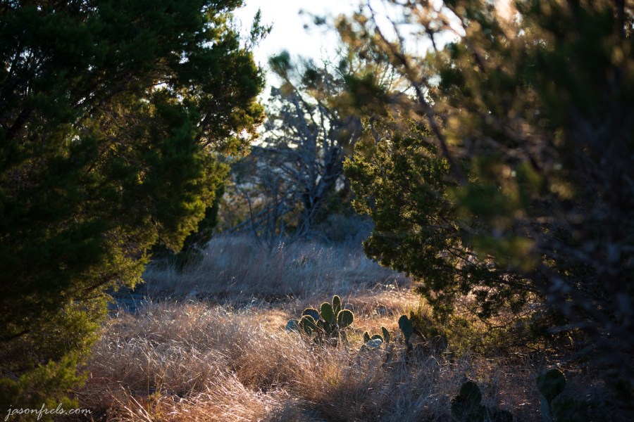 Cactus in Balcones Canyonlands National Wildlife Refuge in Central Texas