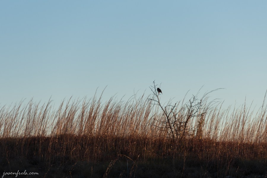 Bird among the grasses at Balcones Canyonlands National Wildlife Refuge in Central Texas