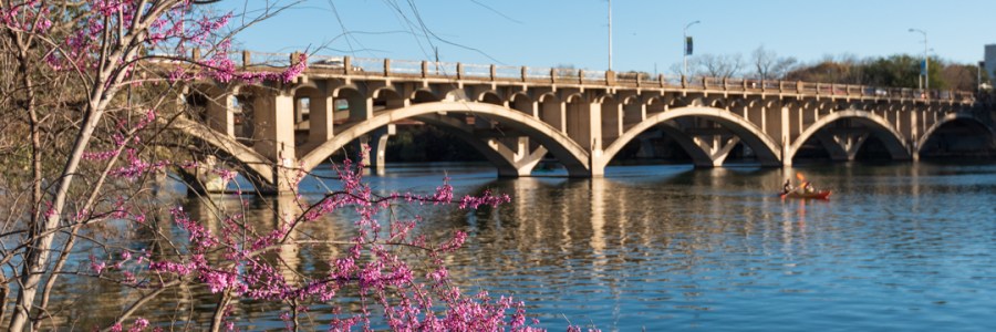 Redbud tree in Austin Texas on Lady Bird Lake