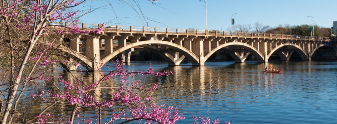 Redbud tree in Austin Texas on Lady Bird Lake
