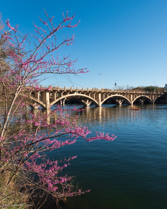 Redbud tree in Austin Texas on Lady Bird Lake
