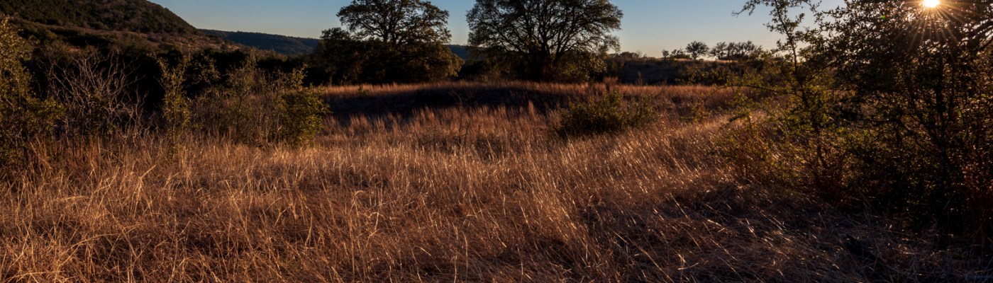 Golden grass in late afternoon sun at Balcones Canyonland National Wildlife Refuge