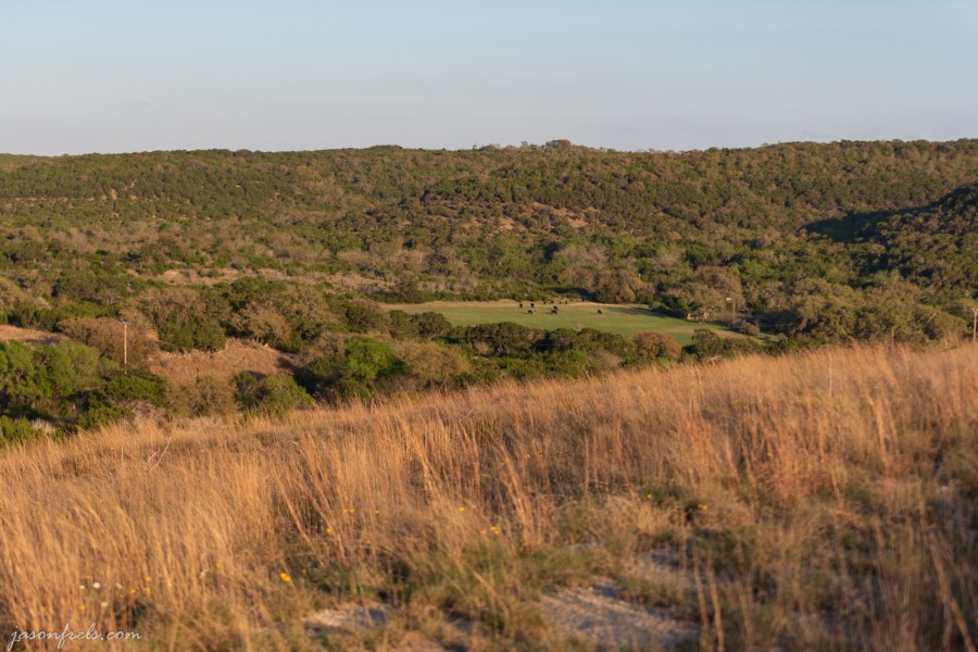 Balcones-Canyonlands-National-Wildlife-Refuge-Cows
