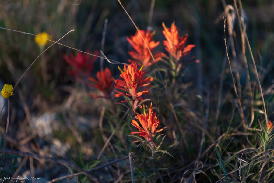 Indian Paintbrush wildflowers at Balcones Canyonlands National Wildlife Refuge