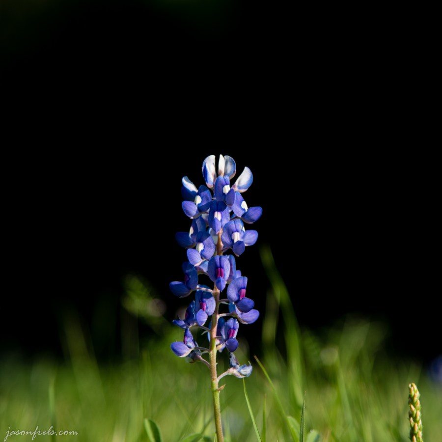 Lone Texas bluebonnet on a spring morning.