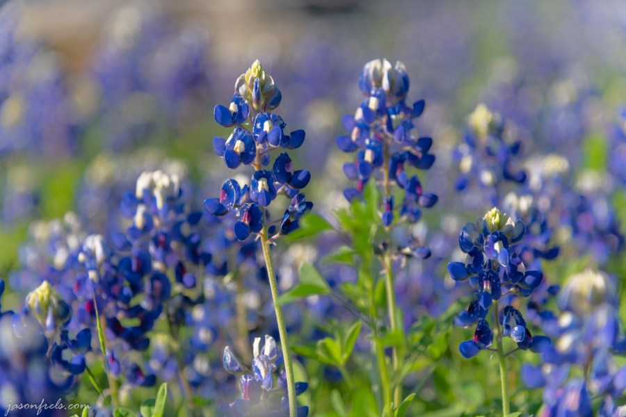 Close-up of Bluebonnets in Austin Texas
