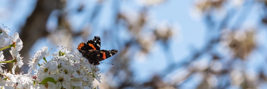 Butterfly in tree blossoms