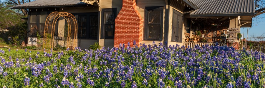 Bluebonnets and Antique Store in Leander Texas