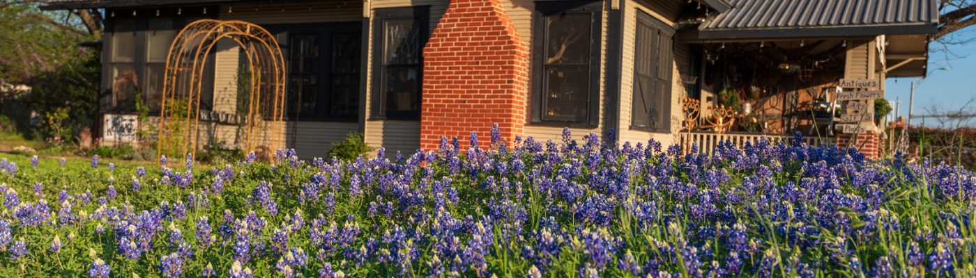 Bluebonnets and Antique Store in Leander Texas