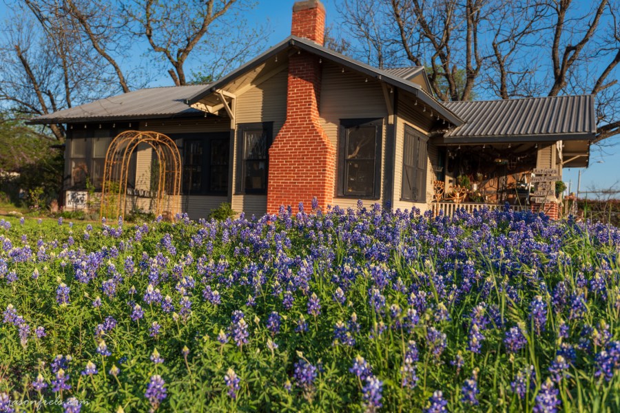 Bluebonnets and Antique Store in Leander Texas