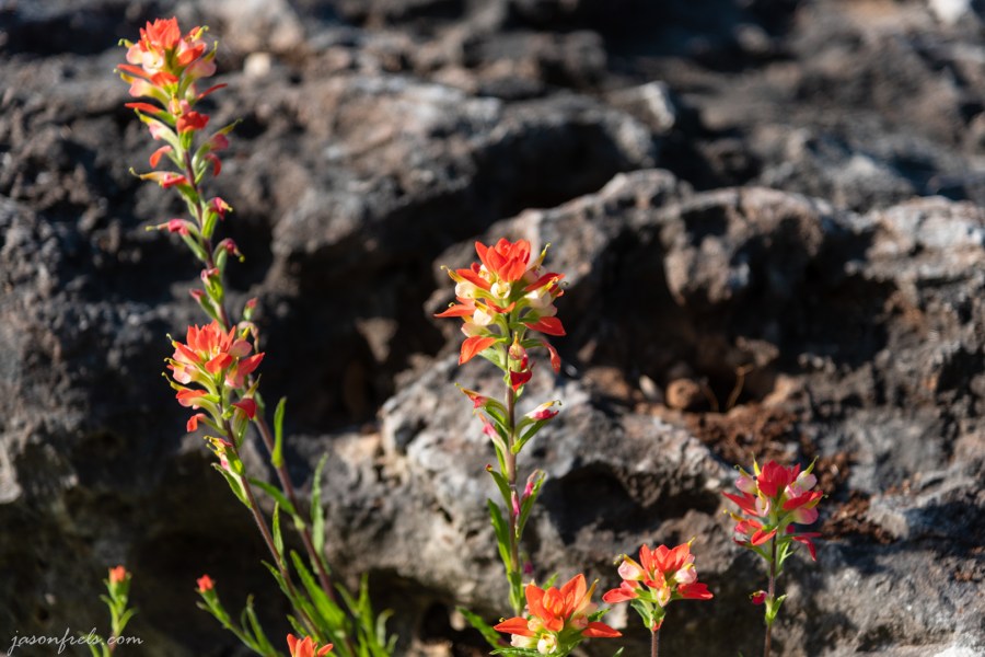 Paintbrush wildflowers in Austin Texas
