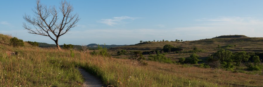 Hiking trail, wildflowers, and a dead tree at Balcones Canyonlands National Wildlife Refuge