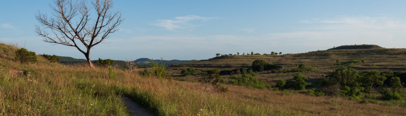 Hiking trail, wildflowers, and a dead tree at Balcones Canyonlands National Wildlife Refuge