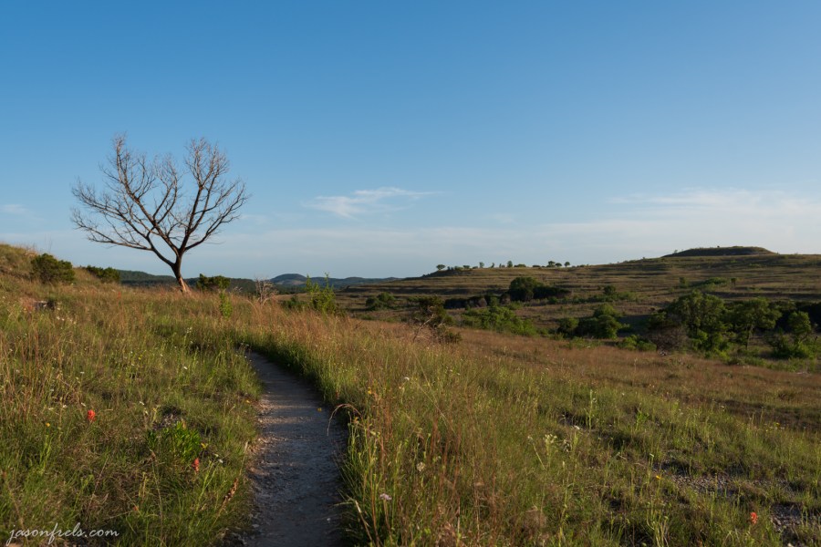 Hiking trail, wildflowers, and a dead tree at Balcones Canyonlands National Wildlife Refuge