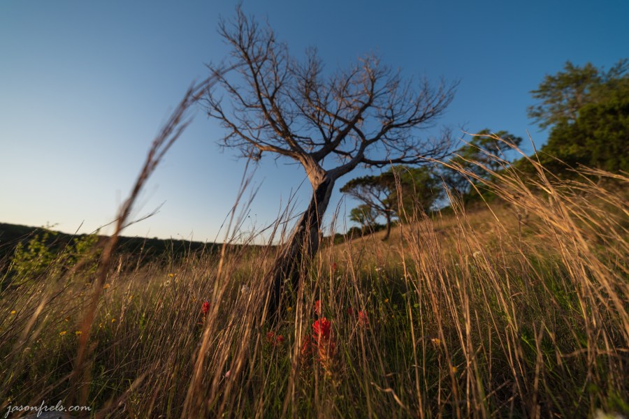 Wildflowers and a dead tree in Balcones Canyonlands National Wildlife Refuge