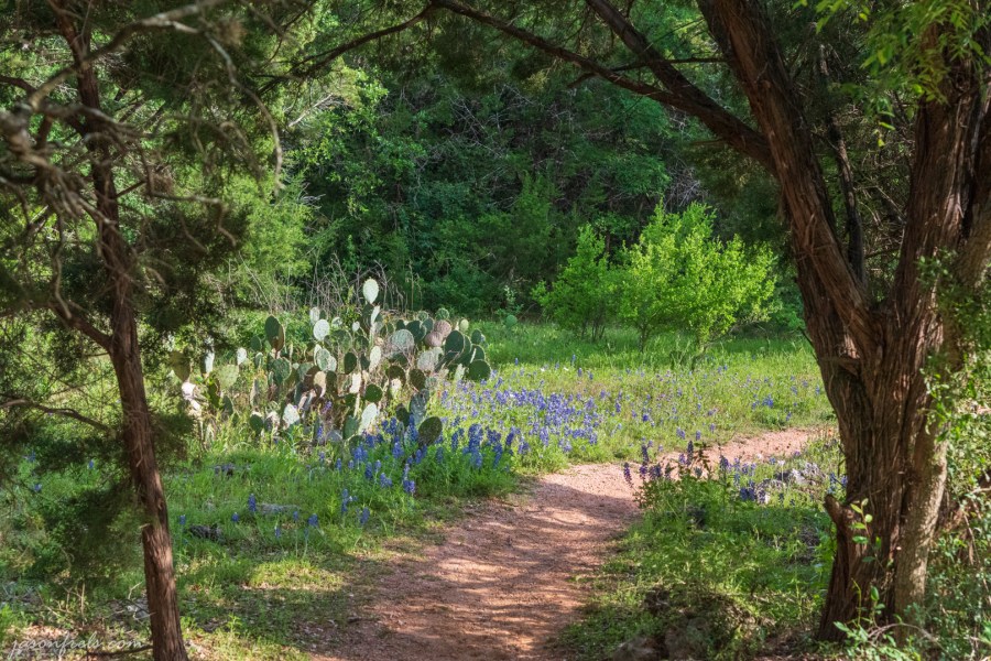 Bluebonnets-and-cactus-near-trail