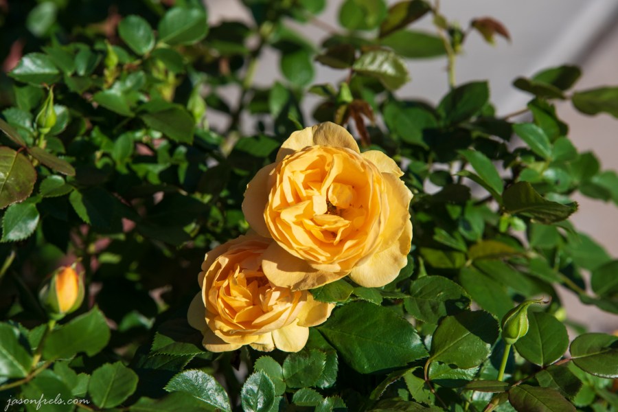 Julia-Child-Rose-bloom-d3