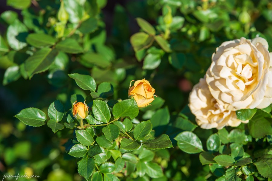 Julia-Child-Rose-bloom-d5