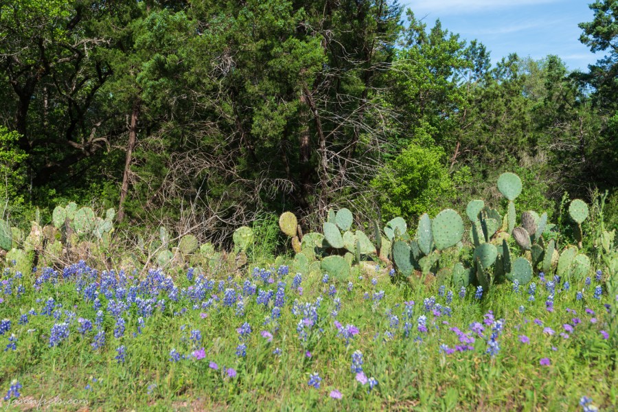 Roadside_Bluebonnets-1