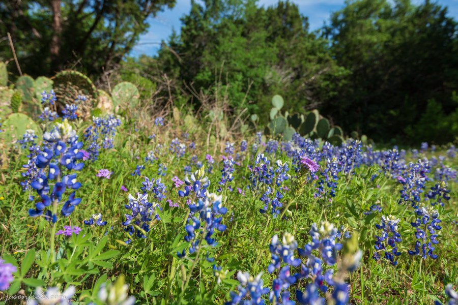 Bluebonnets and Cactus