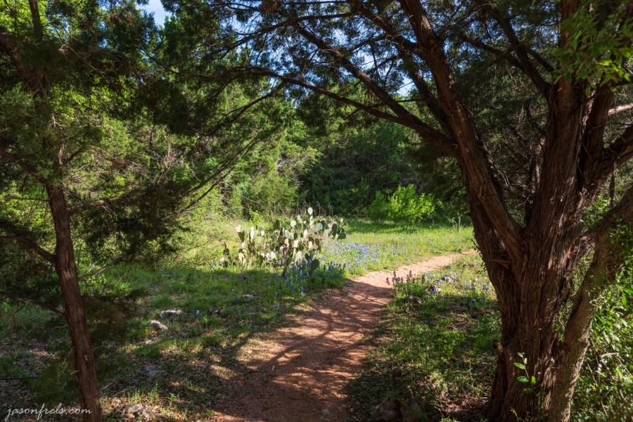 Bluebonnets and Cactus Along a Path in Austin