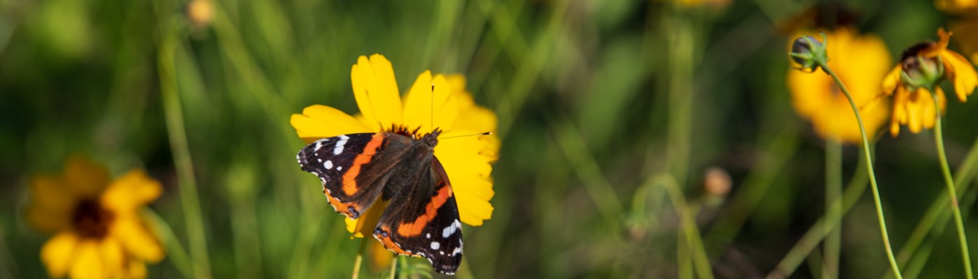 Butterfly in Wildflowers