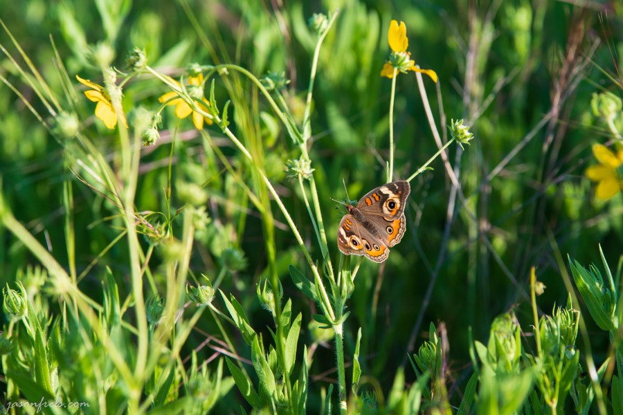 Butterfly in Wildflowers