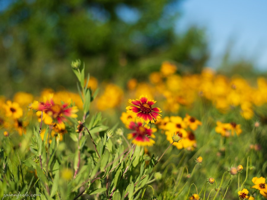 Wildflower-Close-up-1
