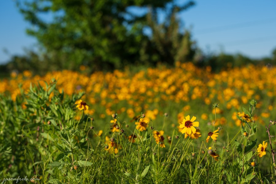 Yellow wildflower close-up