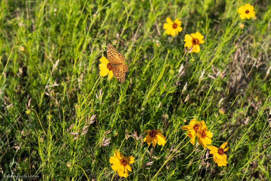 Wildflower-Close-up-3