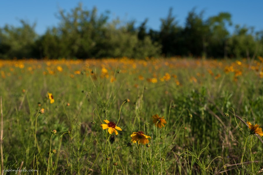 Wildflower-Close-up-4