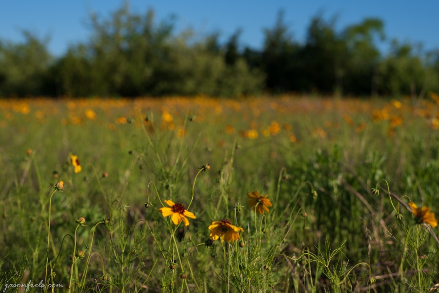 Wildflower-Close-up-5
