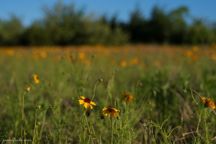 Wildflower-Close-up-6